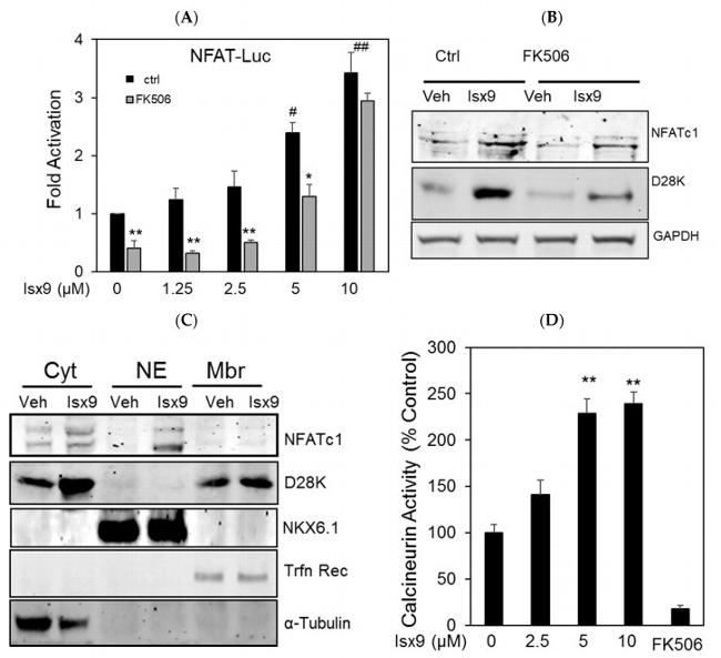 NFATC1 Antibody in Western Blot (WB)