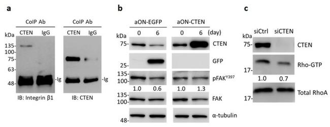 Phospho-FAK (Tyr397) Antibody in Western Blot (WB)