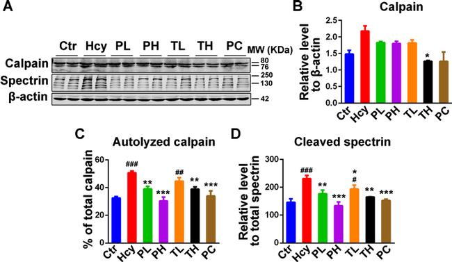 Mu-Calpain Antibody in Western Blot (WB)