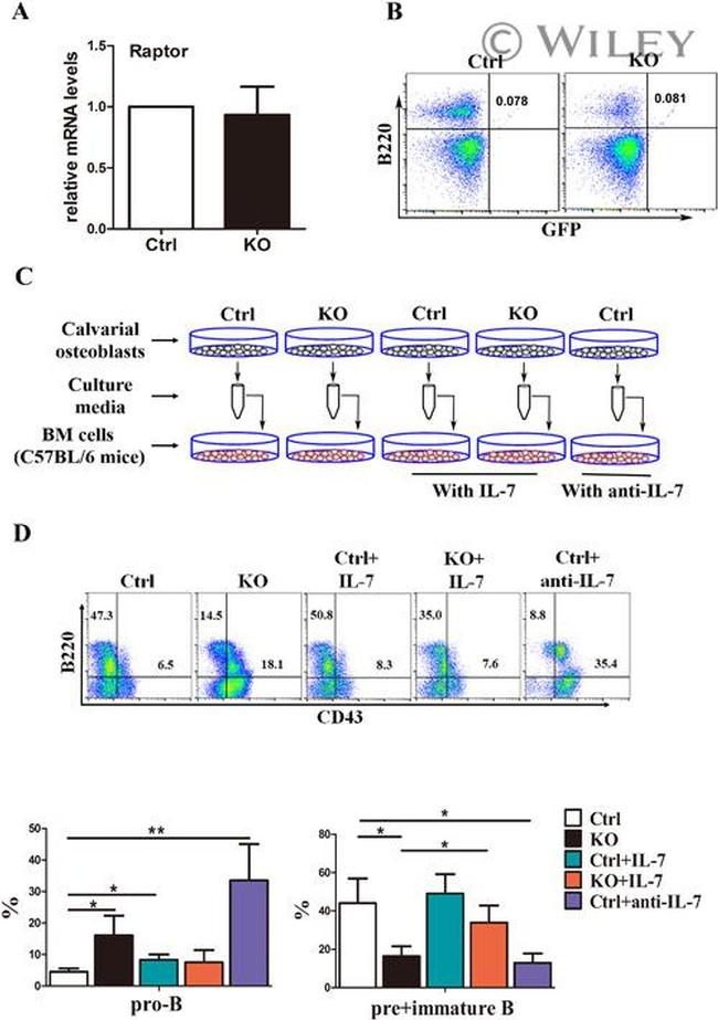 IL-7 Antibody in Neutralization (Neu)