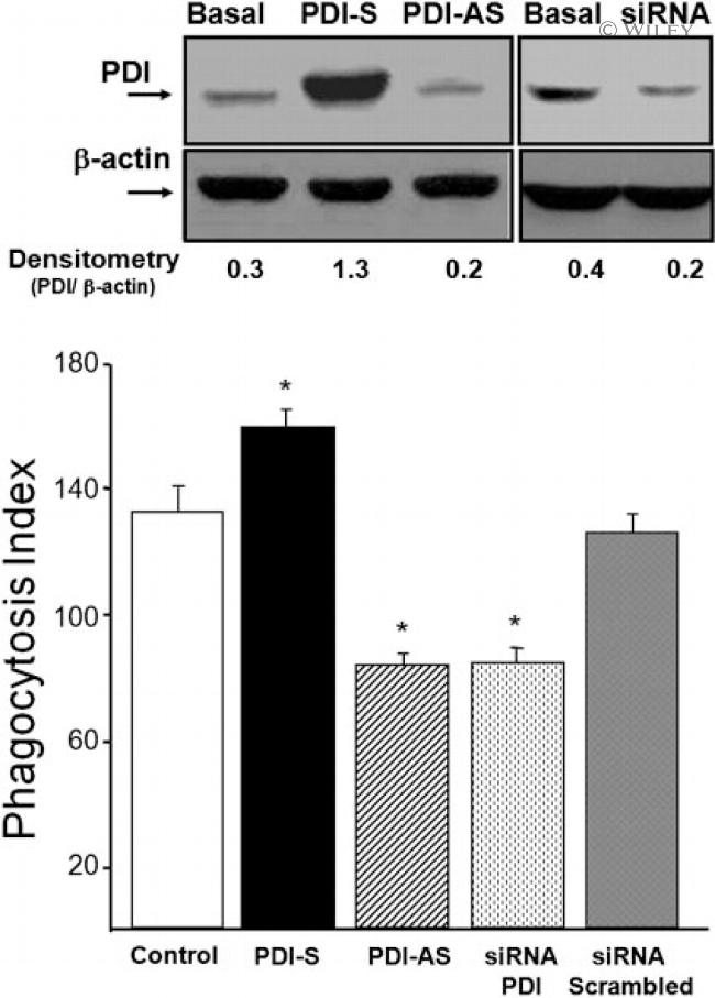 PDI Antibody in Western Blot (WB)