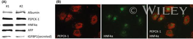 HNF4A Antibody in Western Blot (WB)