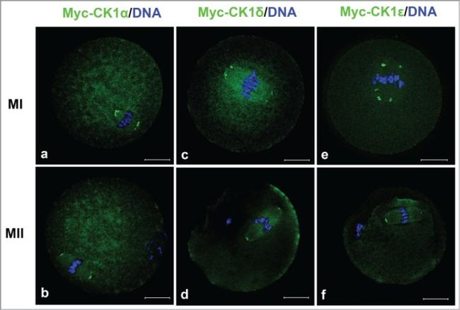 Myc Tag Antibody in Immunocytochemistry (ICC/IF)