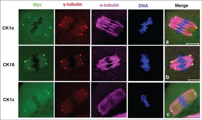 Myc Tag Antibody in Immunocytochemistry (ICC/IF)