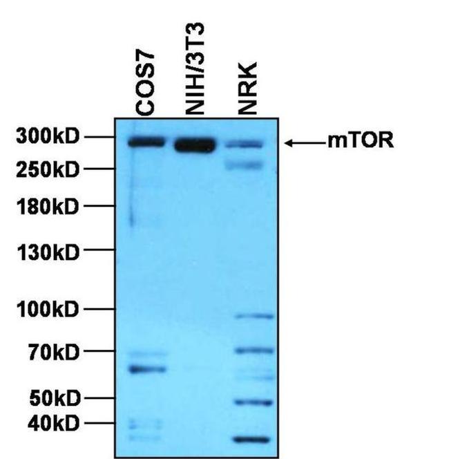 mTOR Antibody in Western Blot (WB)