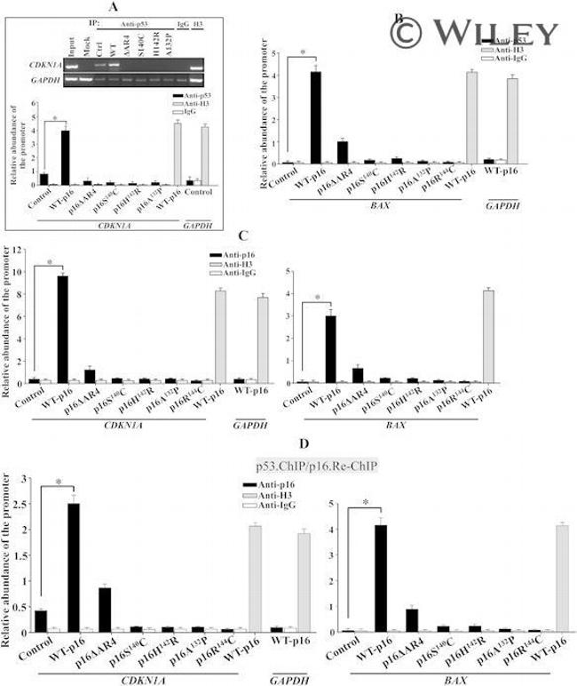 p19ARF Antibody in ChIP Assay (ChIP)