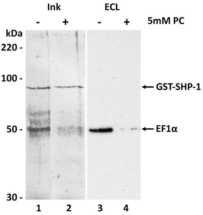 EEF1A1 Antibody in Western Blot (WB)