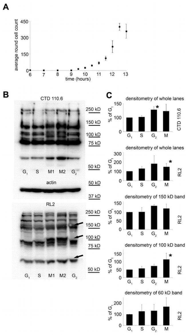 O-linked N-acetylglucosamine (O-GlcNAc) Antibody in Western Blot (WB)