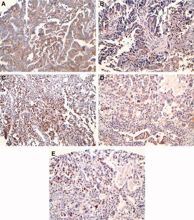 COX1 Antibody in Immunohistochemistry (IHC)