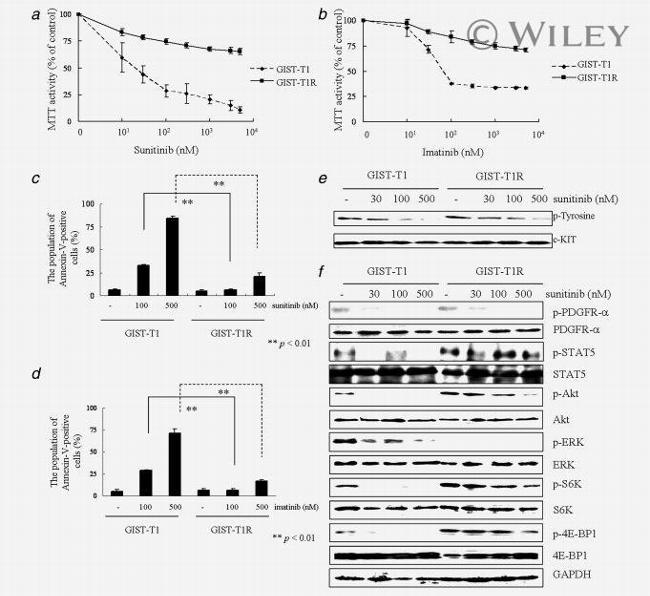 Phosphotyrosine Antibody in Western Blot (WB)