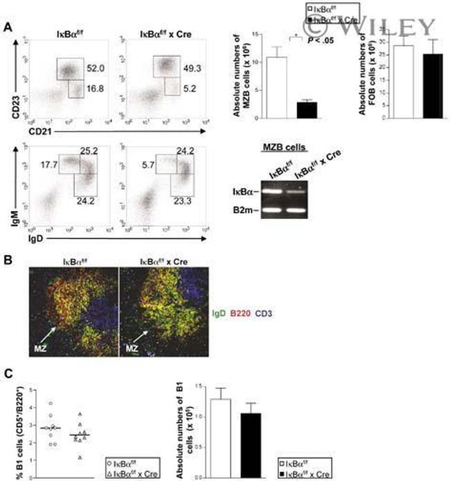 CD23 Antibody in Flow Cytometry (Flow)