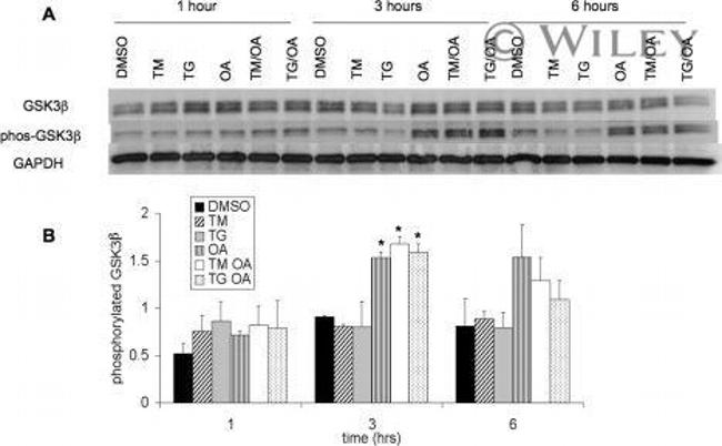 GAPDH Antibody in Western Blot (WB)