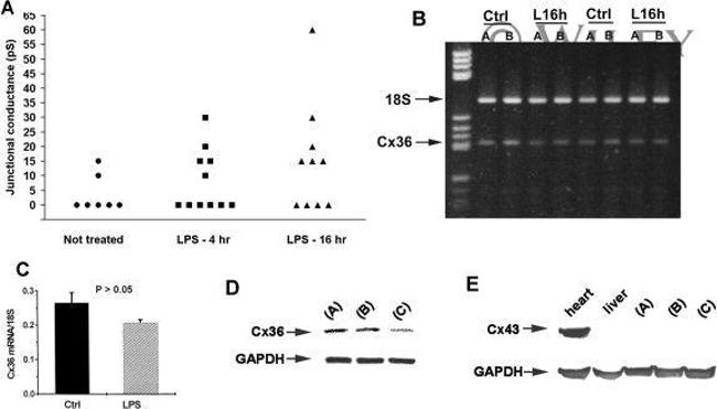 Connexin 43 Antibody in Western Blot (WB)