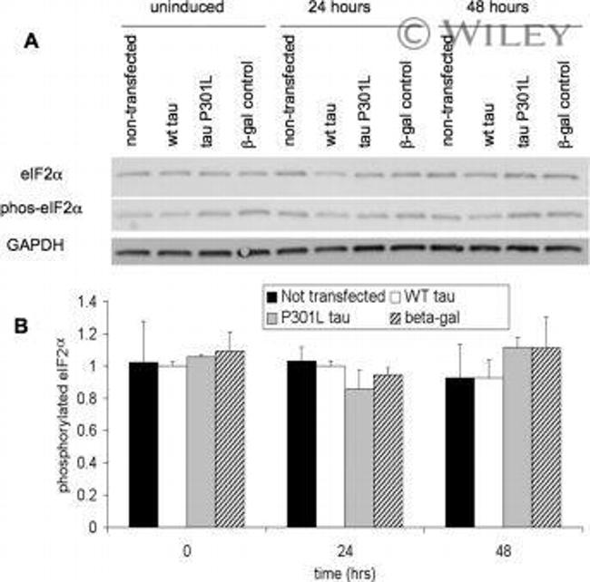 GAPDH Antibody in Western Blot (WB)