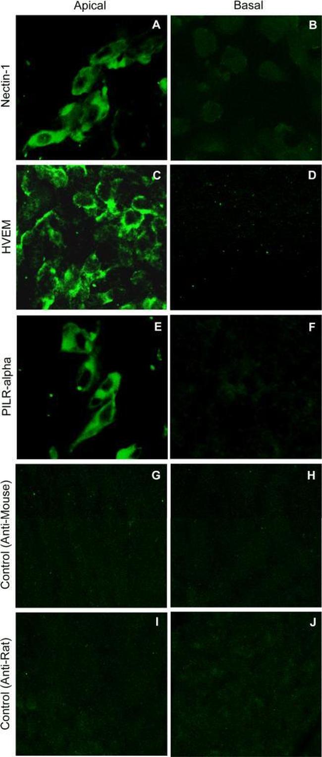 Nectin 1 Antibody in Immunocytochemistry (ICC/IF)