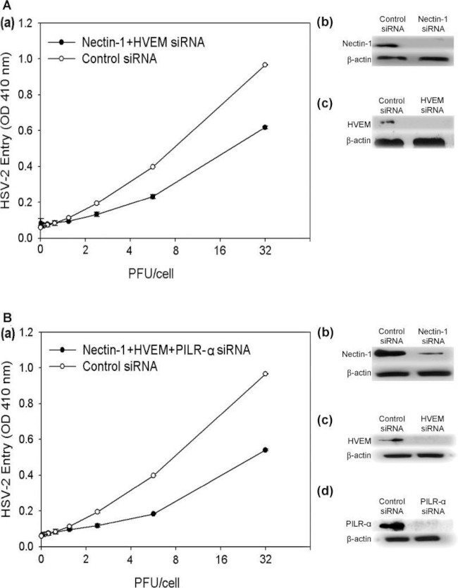 Nectin 1 Antibody in Western Blot (WB)