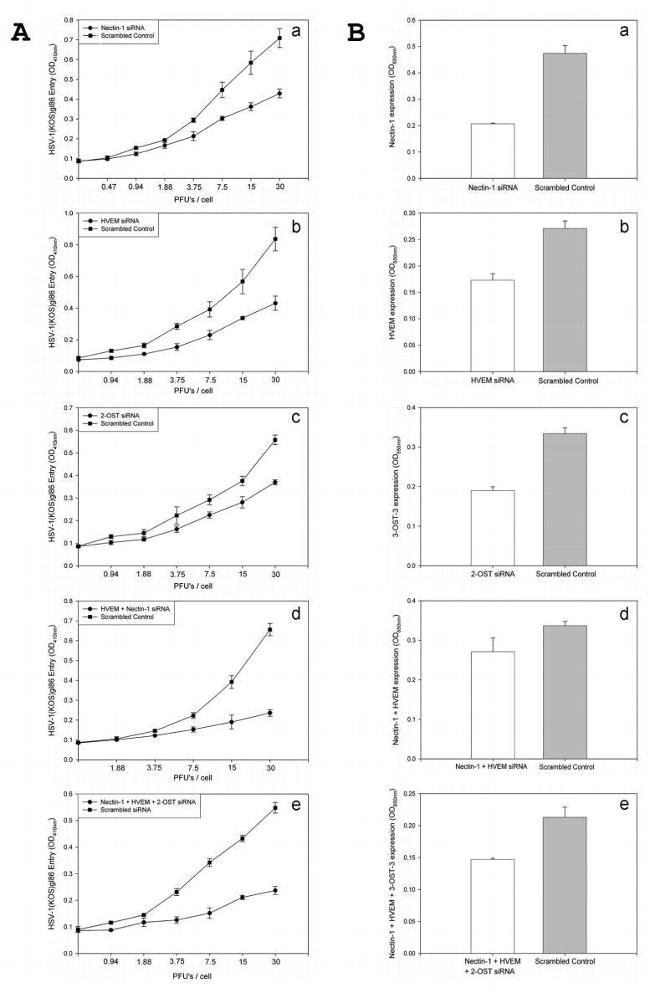 Nectin 1 Antibody in ELISA (ELISA)