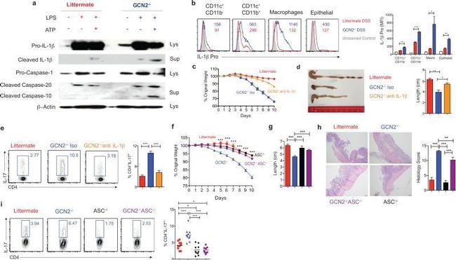 IL-1 beta (Pro-form) Antibody in Flow Cytometry (Flow)