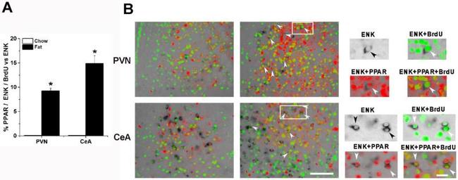 PPAR delta Antibody in Immunohistochemistry (Frozen) (IHC (F))