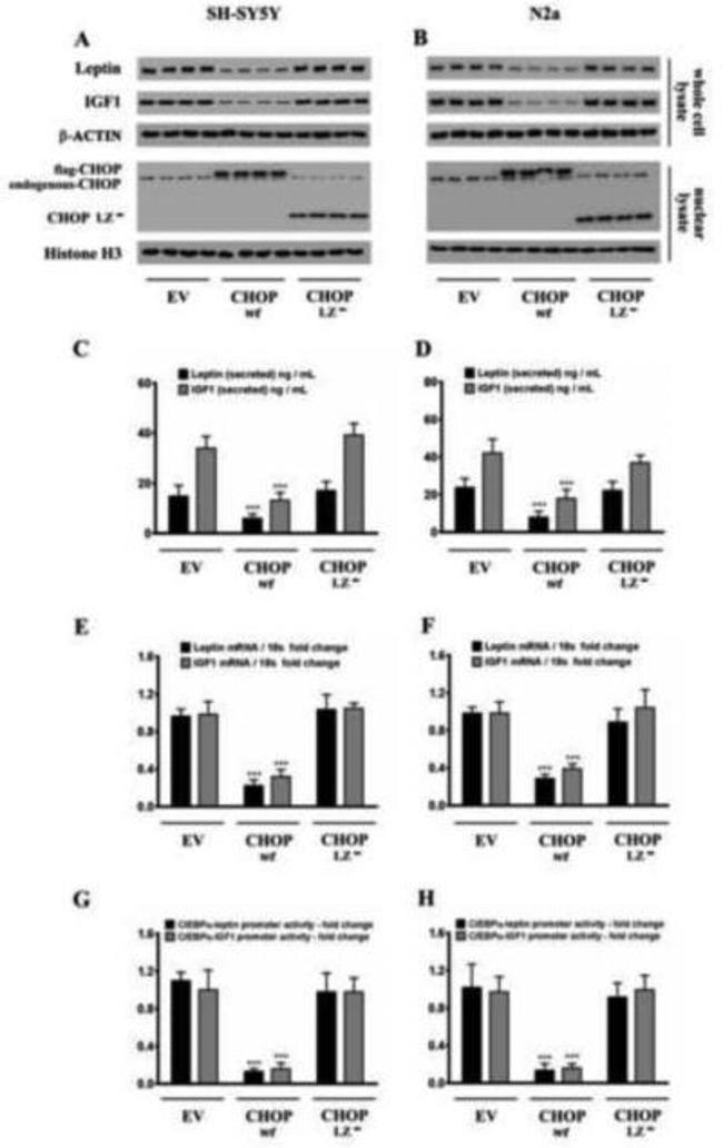 Leptin Antibody in Western Blot (WB)