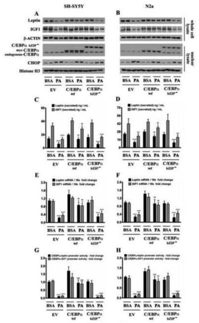 Leptin Antibody in Western Blot (WB)