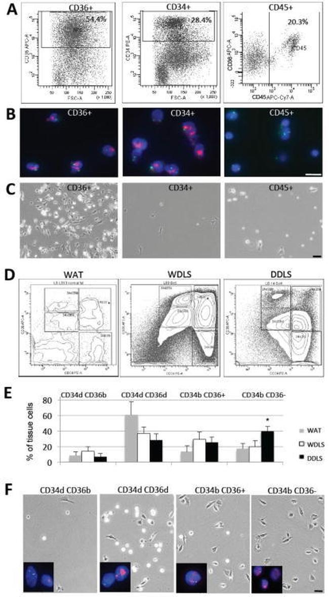 CD36 Antibody in Immunocytochemistry (ICC/IF)