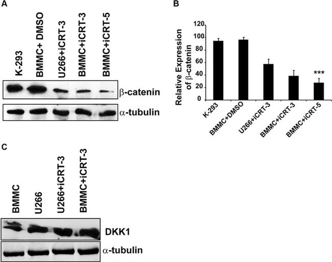 beta Catenin Antibody in Western Blot (WB)