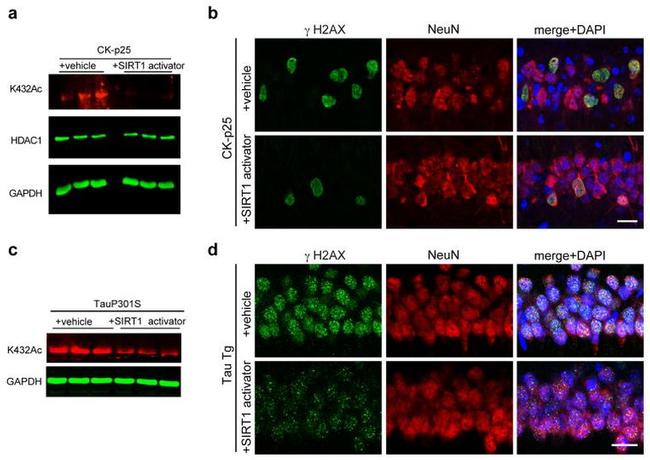 HDAC1 Antibody in Western Blot (WB)