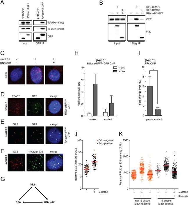 RPA2 Antibody in Western Blot, Immunoprecipitation, ChIP Assay (WB, IP, ChIP)