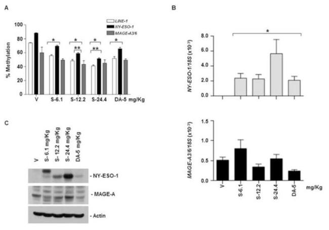 MAGE1 Antibody in Western Blot (WB)