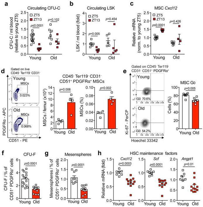 CD51 (Integrin alpha V) Antibody in Flow Cytometry (Flow)