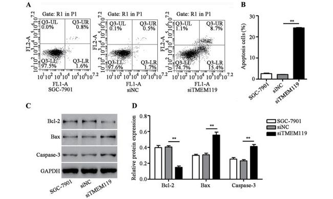 Caspase 3 Antibody in Western Blot (WB)