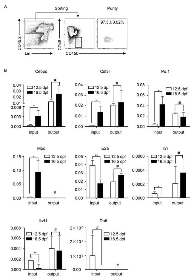 CD150 Antibody in Flow Cytometry (Flow)