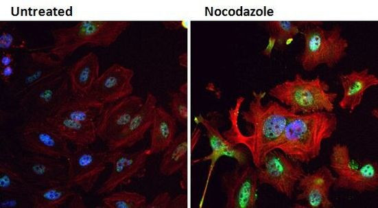 Phospho-PLK1 (Thr210) Antibody in Immunocytochemistry (ICC/IF)