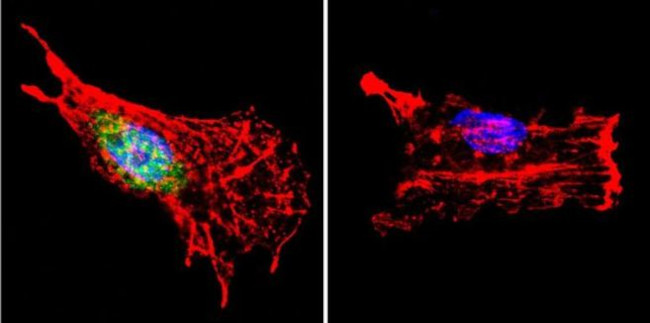 p23 Antibody in Immunocytochemistry (ICC/IF)