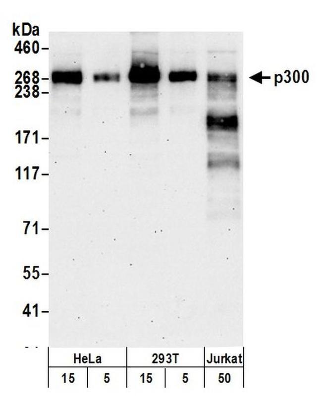 p300 Antibody in Western Blot (WB)