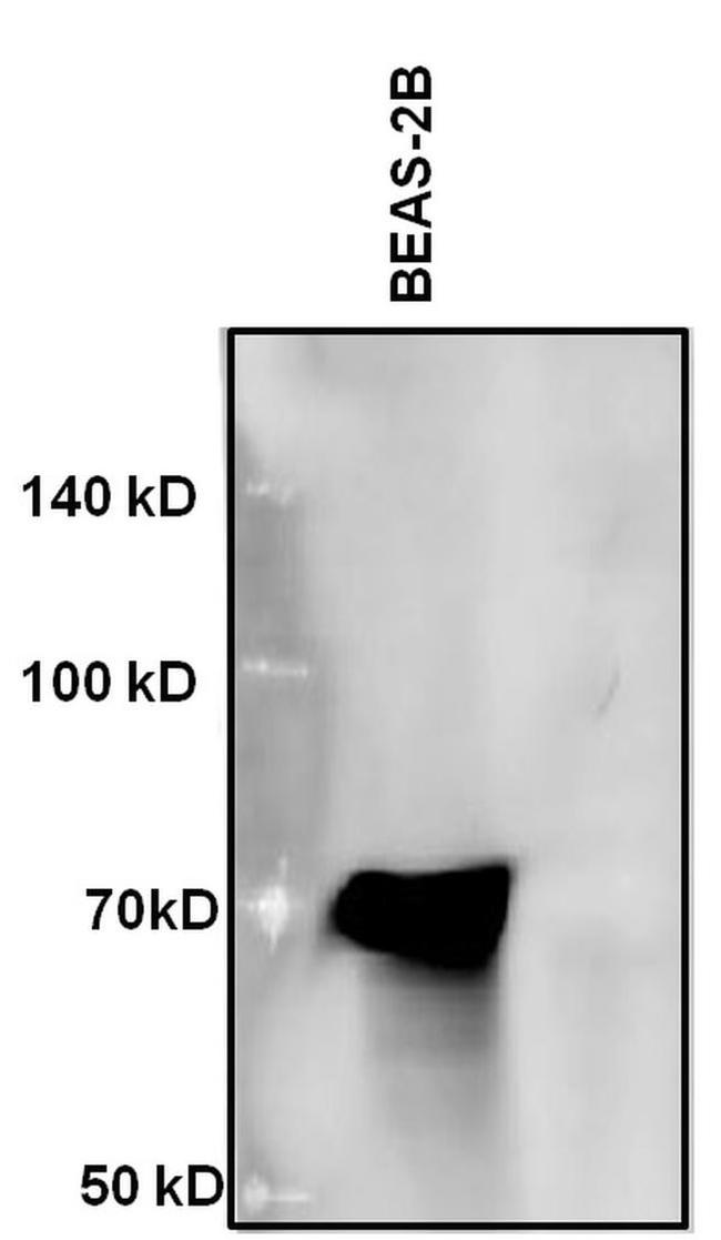 p53 Antibody in Western Blot (WB)