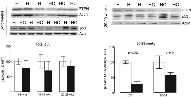 p53 Antibody in Western Blot (WB)