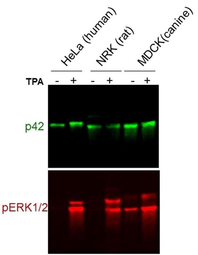 Phospho-ERK1/ERK2 (Thr185, Tyr187) Antibody in Western Blot (WB)