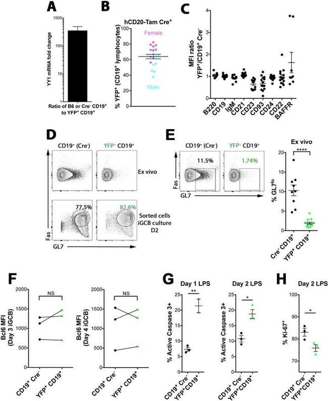 CD95 (APO-1/Fas) Antibody in Flow Cytometry (Flow)