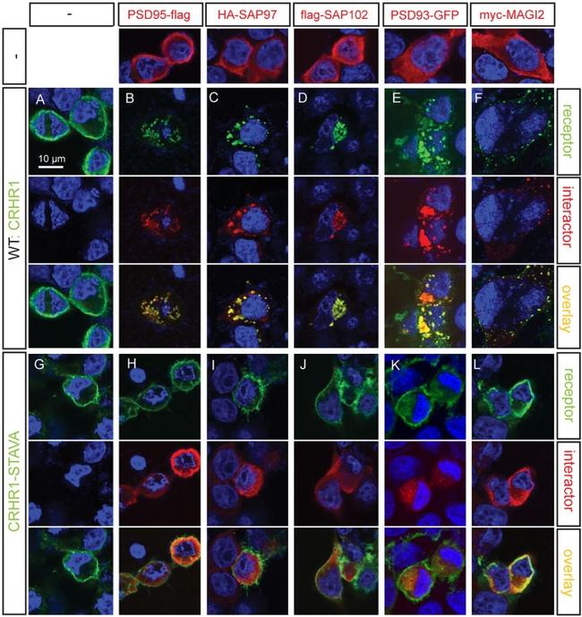 SAP97 Antibody in Immunocytochemistry (ICC/IF)