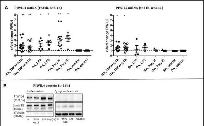 PIWIL4 Antibody in Western Blot (WB)