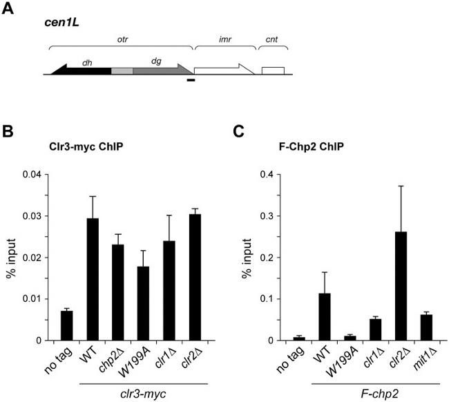 c-Myc Antibody in ChIP Assay (ChIP)
