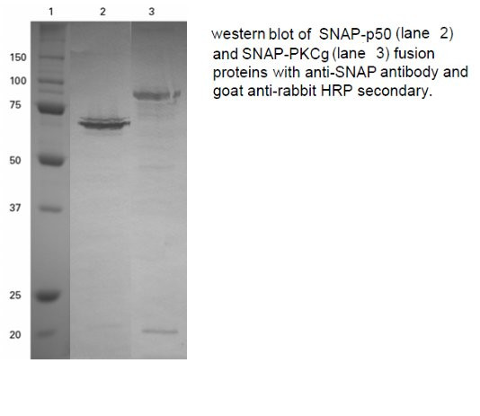 SNAP Tag Antibody in Western Blot (WB)