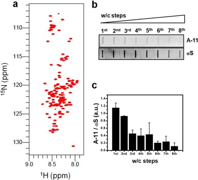 alpha Synuclein Antibody in Dot Blot (DB)