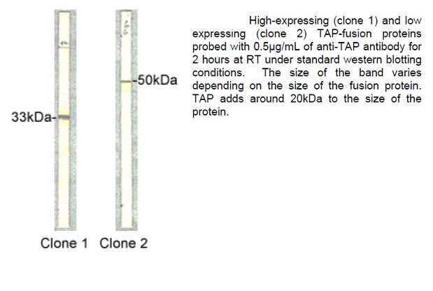 TAP Tag Antibody in Western Blot (WB)