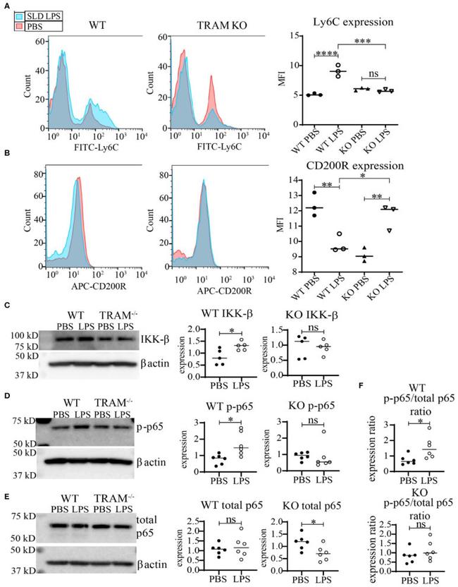 CD200 Receptor Antibody in Flow Cytometry (Flow)