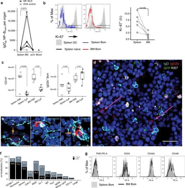 CD49f (Integrin alpha 6) Monoclonal Antibody (eBioGoH3 (GoH3)), PE 