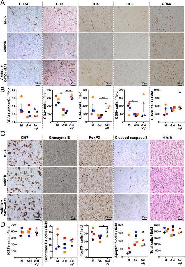 CD4 Antibody in Immunohistochemistry (IHC)