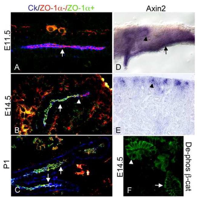 ZO-1 Antibody in Immunohistochemistry, Immunohistochemistry (Frozen) (IHC, IHC (F))